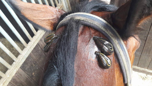 Blutegeltherapie beim Pferd im Genick zur Behandlung einer Genickbeule.