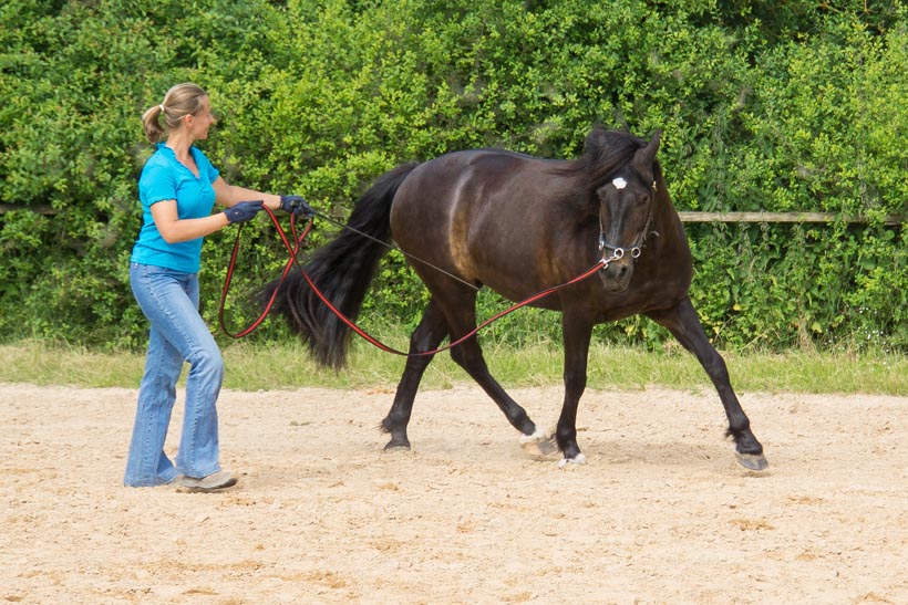 Eine Person führt ein schwarzes Pferd mit einem Kappzaum und Longe auf einem Sandplatz.