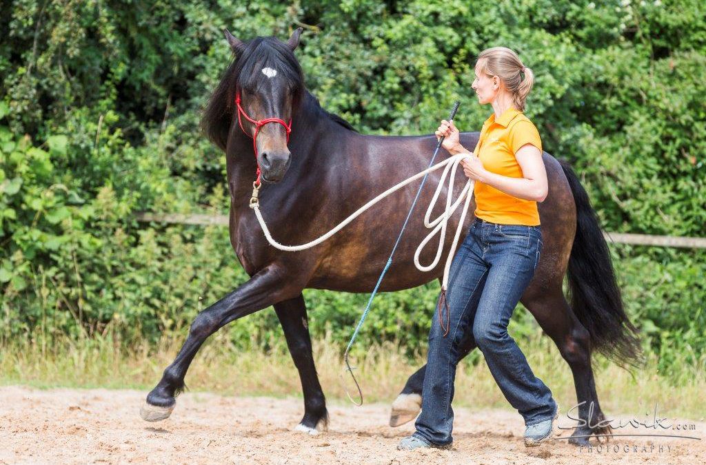 Eine Frau führt ein schwarzes Pferd mit rotem Halfter auf einem Sandplatz.