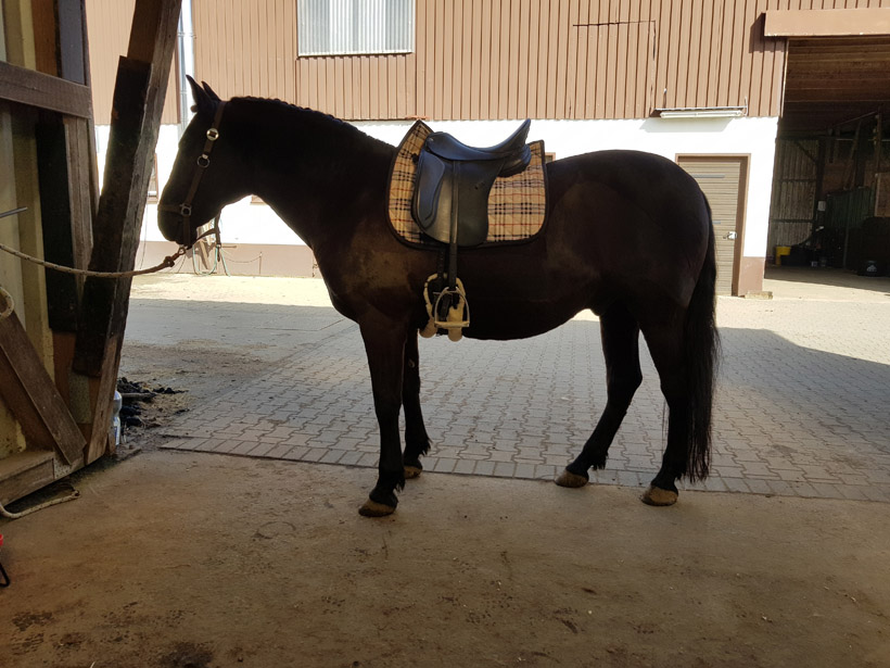 Schwarzes Pferd mit einem Sattel auf dem Rücken, steht in einem Stallbereich.